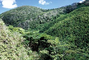 国頭村（くにがみそん）の山