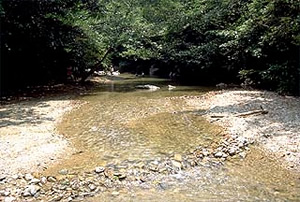 国頭村（くにがみそん）にある比地川（ひじがわ）