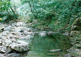 写真：沖縄の河川