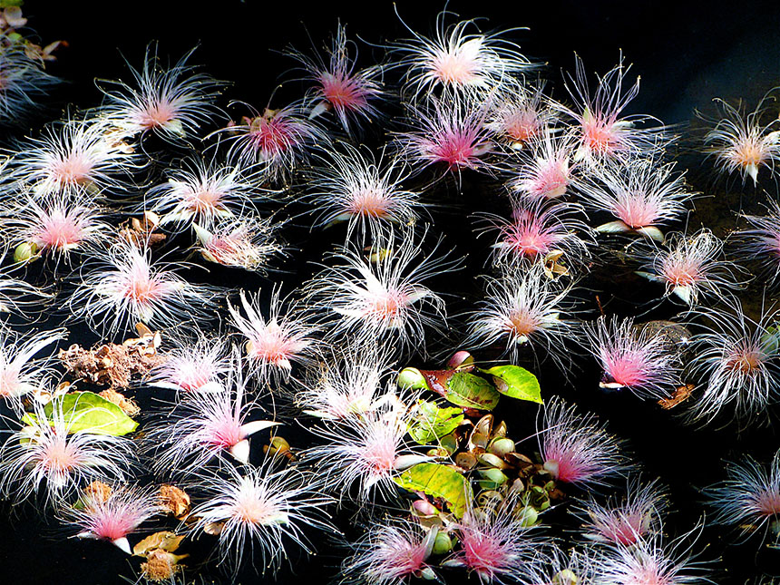 「水辺の花火」新盛　基史