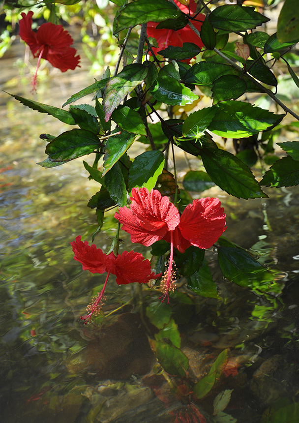 「水面に咲く華」