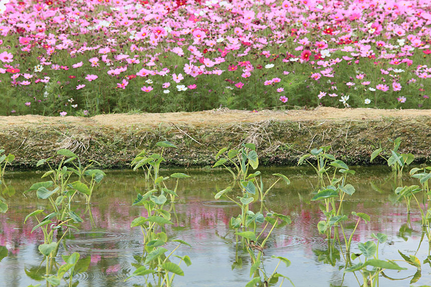 「花と緑の対話」