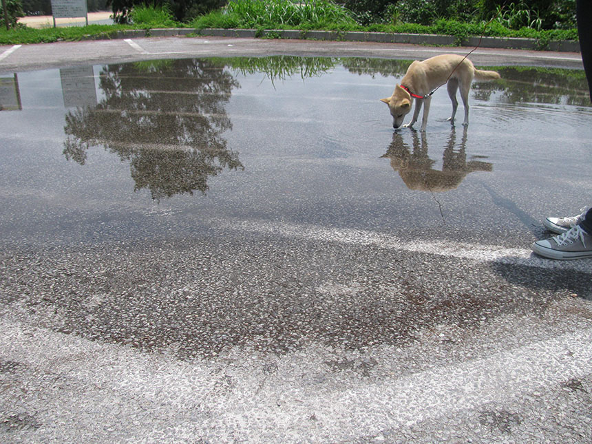 「雨上がりの水のみ場」