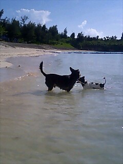 「犬の夏休み」　平良　啓一郎