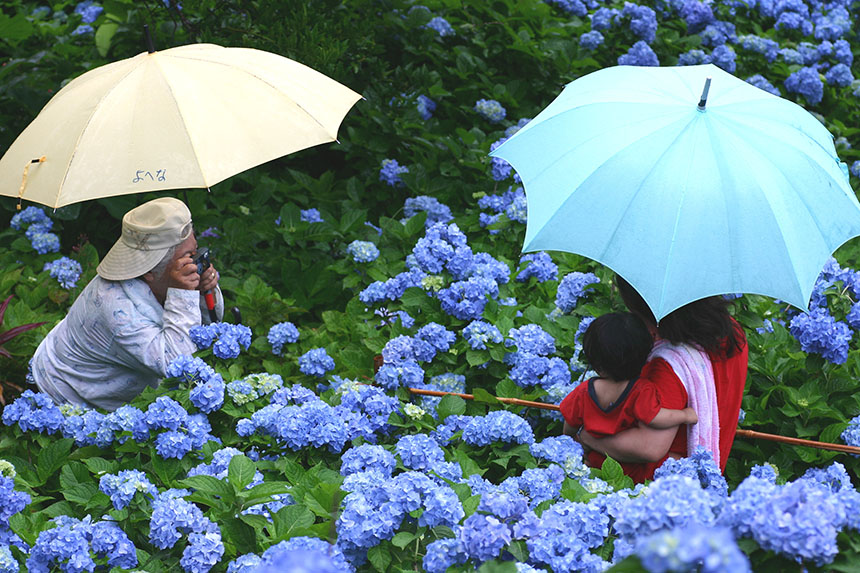 「梅雨のあじさい園にて」仲田　東史